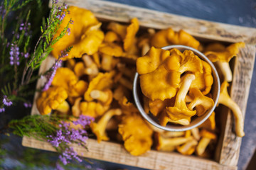 Raw wild chanterelles mushrooms in rustic wooden box with forest green plants. Organic Fresh chanterelle background on a table. Selective focus with beautiful natural light, copy space.