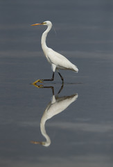 Western reef egret white morphed fishing at Busaiteen coast with beautiful reflection water, Bahrain