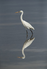 Western reef egret and beautiful reflection on water at Busaiteen coast, Bahrain