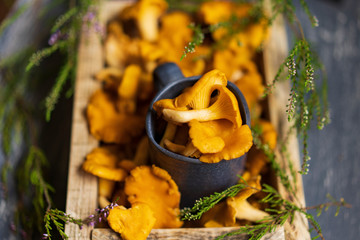 Raw wild chanterelles mushrooms in rustic wooden box with forest green plants. Organic Fresh chanterelle background on a table. Selective focus with beautiful natural light, copy space.