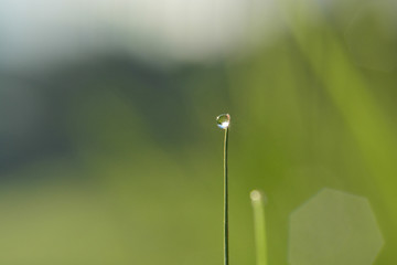 dawdrop in the grass