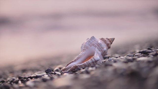 A sea shell lies on the seashore against the backdrop of sea waves during sunset
