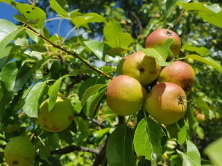 Pears hang on the branches of a pear tree with green leaves close-up. Organic beautiful natural pears in their natural habitat. Harvest pears in the Summer garden in August on a Sunny day.
