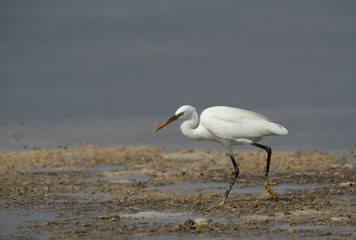 Western reef egret white morphed at Busaiteen coast, Bahrain