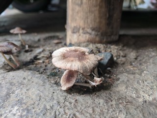 mushrooms in the forest