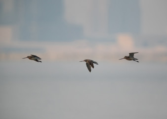 Redshank have red legs and a black-tipped red bill