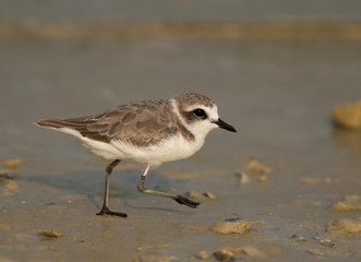 Kentish Plover in hurry, Bahrain