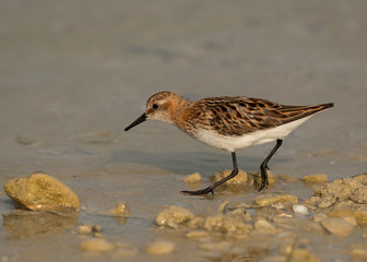 Little Stint  at Busaiteen coast, Bahrain