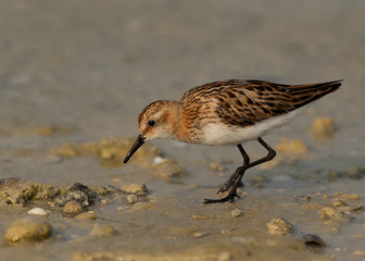 Closeup of a Little Stint feeding druing low tide at Busaiteen coast, Bahrain