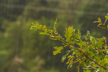 Lluvia. 