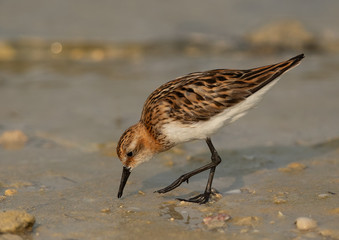 Little Stints at Asker marsh with reflection on water, Bahrain