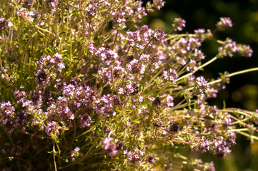 A bundle of freshly picked thyme closeup