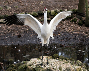 Whooping Crane Bird Stock Photos.  Image. Portrait. Picture. Endangered species. Spread wings. Moss rock. Close-up image.