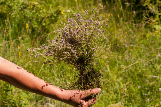 Woman's hand holding a bundle of freshly picked thyme closeup