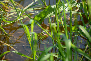 A green frog in the water of a small lake in Germany