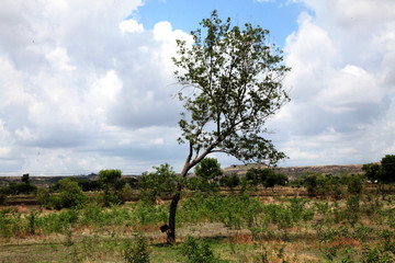olive trees in the field