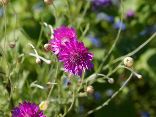 Xeranthemum annuum - xéranthèmes annuels ou immortelles