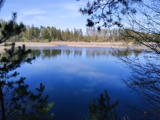 reflection of trees in water