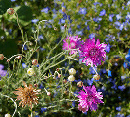 Xeranthemum annuum - xéranthème annuel ou immortelle aux délicates fleurs de couleur violet clair à rose foncé brillant
