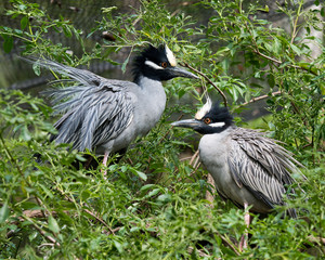 Yellow-crowned Night-Heron bird Stock Photos.   Perched in courtship with a profile view with a foreground and background of foliage in their environment and habitat. Love birds. Image. Picture. 