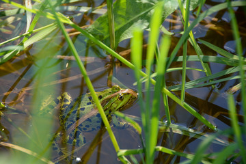A frog swims in the water