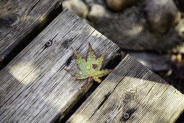 Wet autumn leaf