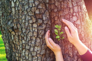 Girl holds her hands in protection gesture for saving little branch with green leaves against the...