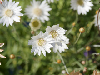 (Xeranthemum annuum) Immortelles ou x&eacute;ranth&egrave;mes annuels &agrave; fleurs blanches brillantes, inuscules feuilles alternes vert gris argent&eacute;