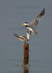 Greater Crested Tern fight for wooden log at Busaiteen coast, Bahrain