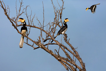 Malabar Pied Hornbills in Udawalawe, Sri Lanka