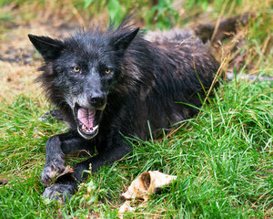 Fototapeta premium Wolf animal stock photos. Wolf animal close-up profile view open mouth showing teeth with a foliage background.