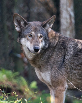 Red Wolf Animal Stock Photos. Red Wolf head close-up profile view in the field looking at the camera, displaying brown fur, with a blur background in its environment and habitat. Endangered species.