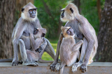 Langur monkeys in Sri Lanka