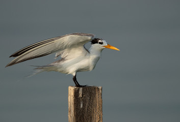Greater Crested Tern landing on log at Busaiteen coast, Bahrain