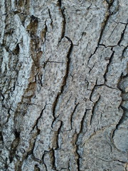 bark of a tree