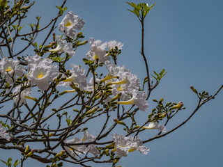 Views around the Caribbean Island of Curacao 