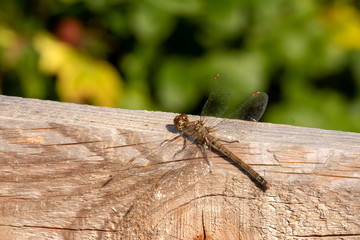 Libelle