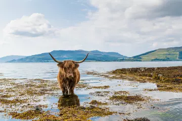 Crédence de cuisine en verre imprimé Highlander écossais Vache Highland en train de se refroidir