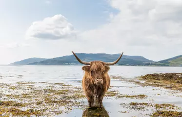 Papier Peint photo Highlander écossais Vache Highland en train de se refroidir