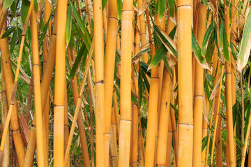 Light Golden bamboo in Chiang Mai, Thailand