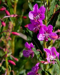 Fototapeta premium danielsii or Chamerion angustifolius (Fireweed) in Colorado Mountains