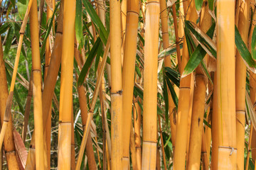 Light Golden bamboo in Chiang Mai, Thailand
