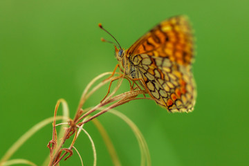 Argynnis paphia. Nacarada. 