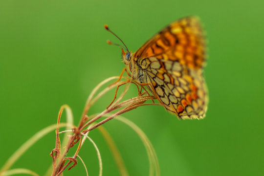 Argynnis paphia. Nacarada. 