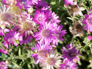 Xeranthemum annuum - xéranthème annuel ou immortelle aux délicates fleurs de couleur violet...
