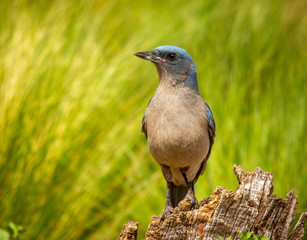Mexican Jay