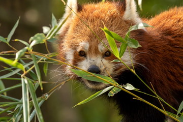 roter Panda