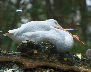 White Pelican bird stock photos.   White Pelican bird profile-view blur background. Picture. Image. Photo. Portrait.