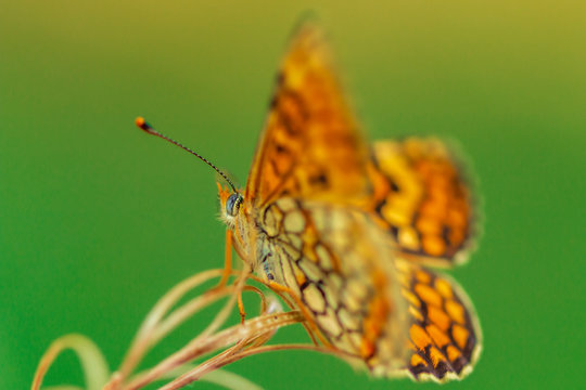 Argynnis paphia. Nacarada. 