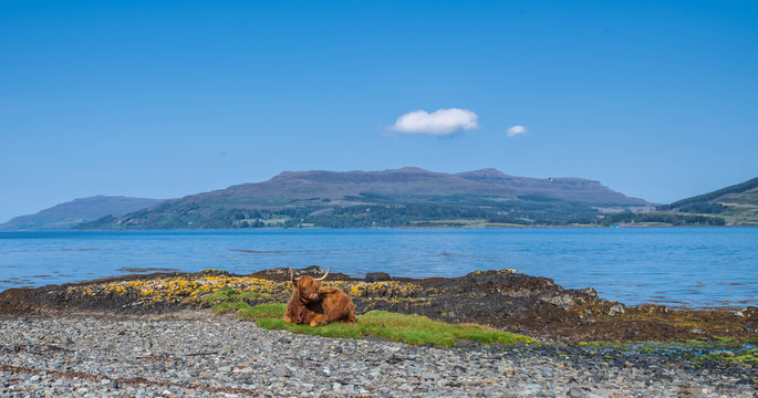 Highland cow isle of Mull